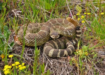 Western Rattlesnake | Washington Department Of Fish & Wildlife